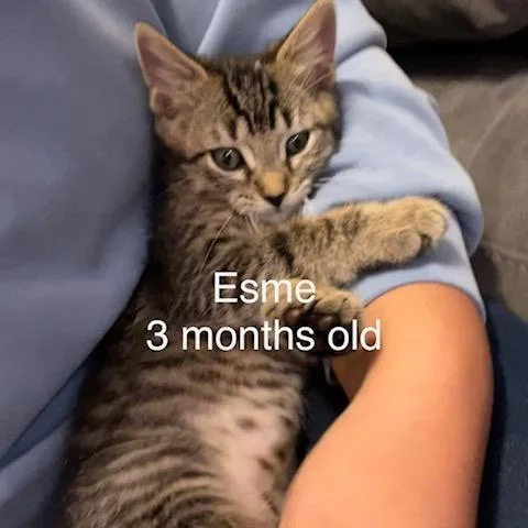A baby small-sized female Domestic Medium Hair cat named Esme C for adoption in Princeton, MN