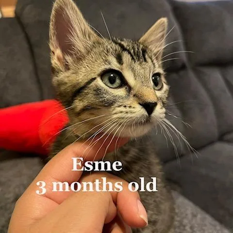 Esme C thumbnail 3
