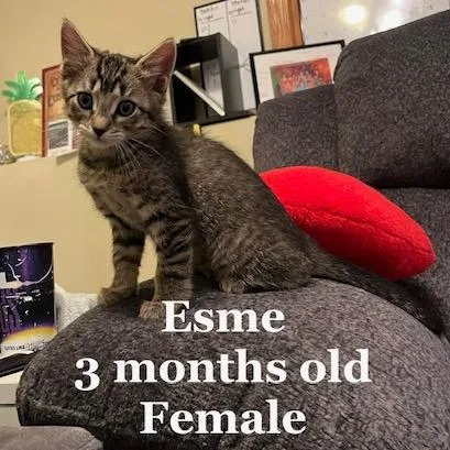 Esme C thumbnail 4