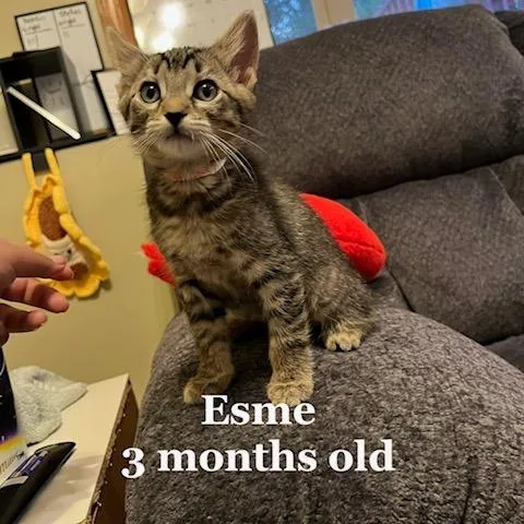Esme C thumbnail 5