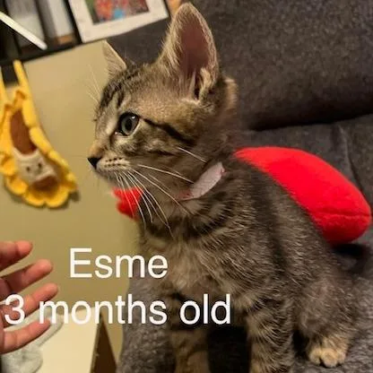 Esme C thumbnail 6