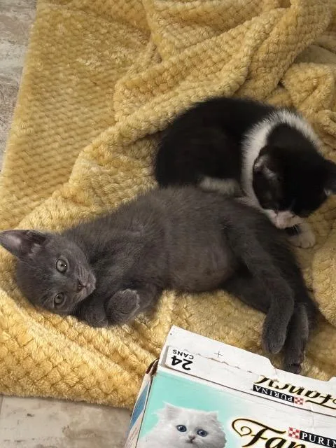 A baby small-sized male Domestic Short Hair cat named Krill for adoption in New Braunfels, TX