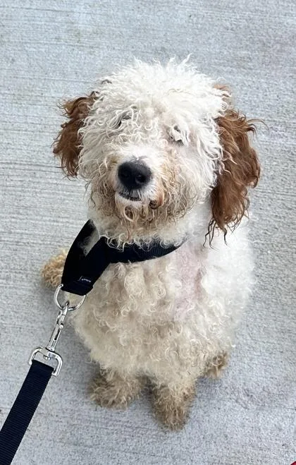 An adult medium-sized male Mixed Breed dog named Chuckie for adoption in West Chester, PA