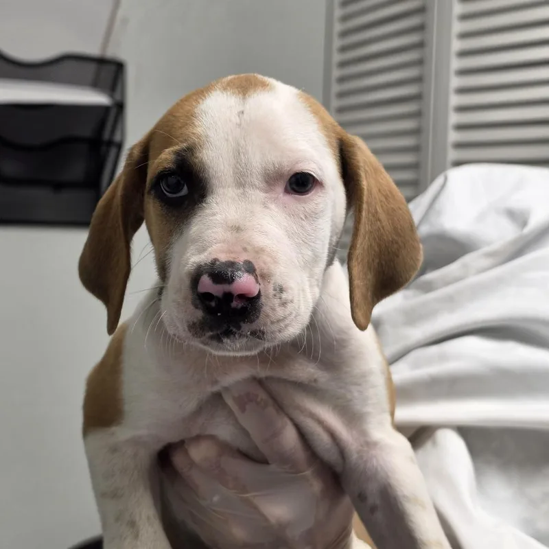 A baby small-sized male White / Cream Mixed Breed dog named Pretzels for adoption in Troy, IL