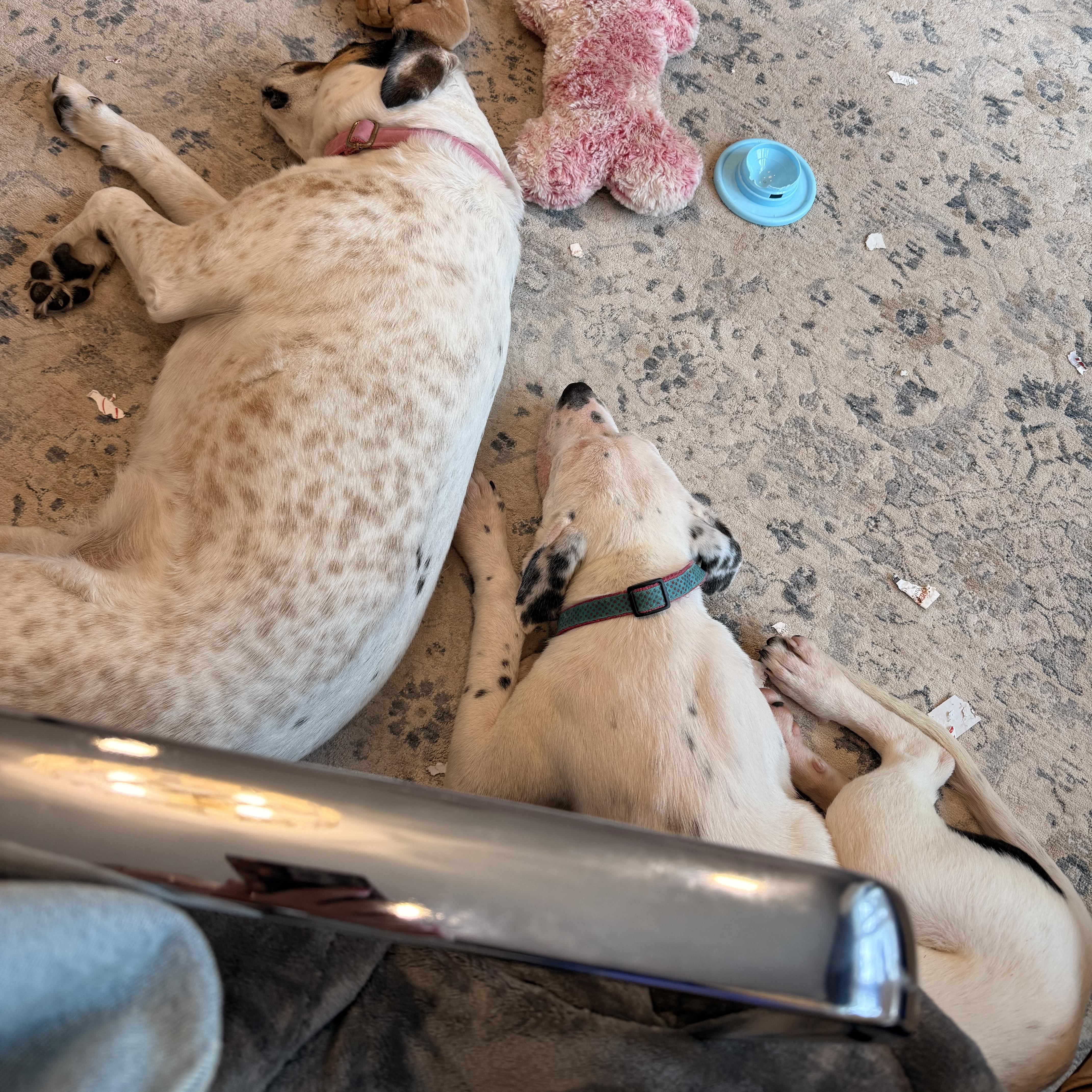 A young medium-sized male White / Cream Australian Cattle Dog / Blue Heeler dog named Benny for adoption in Dallas, TX