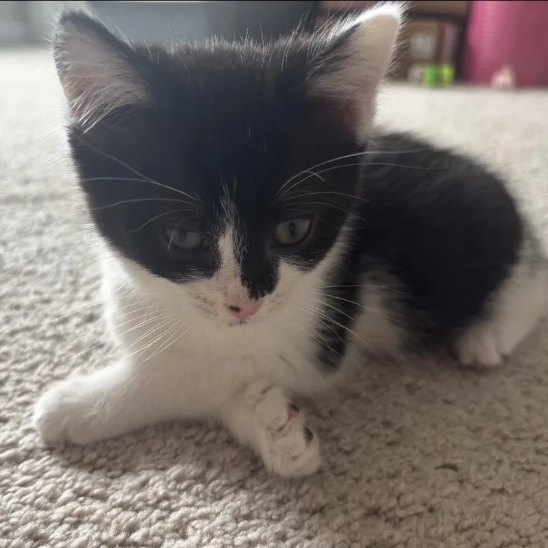 A baby small-sized male Gray / Blue / Silver Domestic Short Hair cat named Mickey for adoption in Ashland, VA
