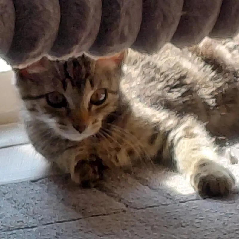 A baby medium-sized male Tabby (Brown / Chocolate) Domestic Short Hair cat named Fennel for adoption in Joliet, IL