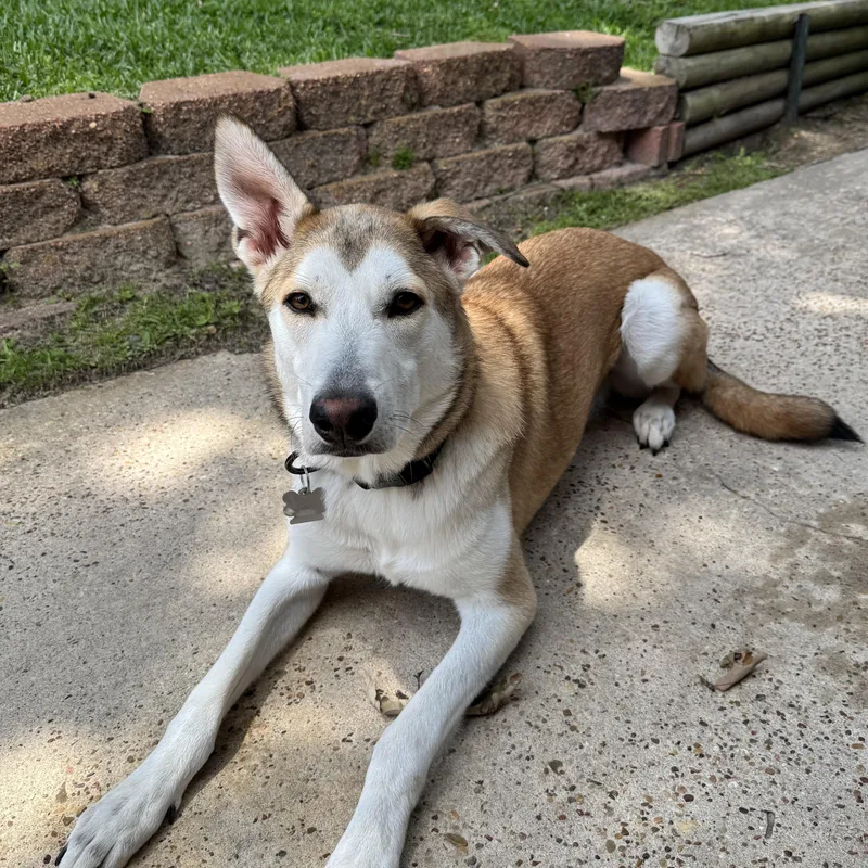 A young medium-sized male Apricot / Beige German Shepherd Dog dog named Rosco for adoption in Houston, TX