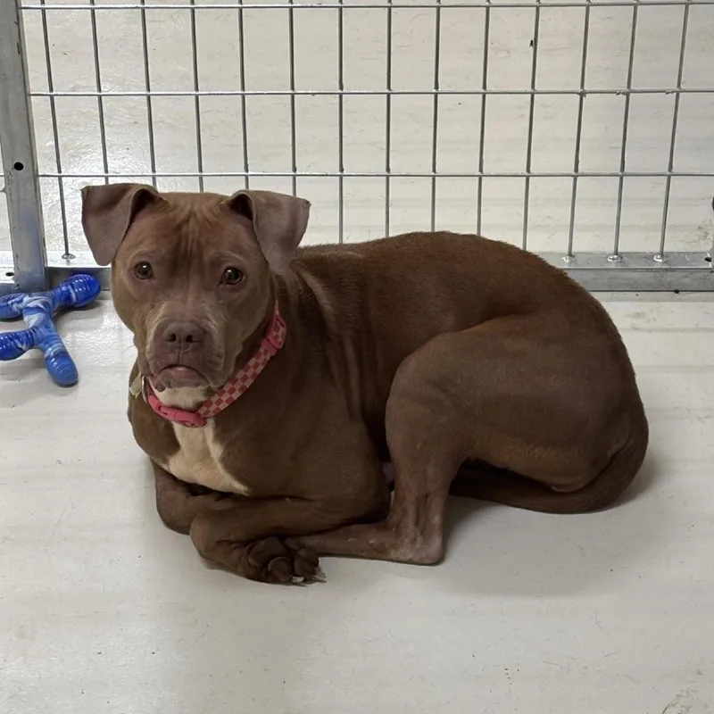 An adult medium-sized female Gray / Blue / Silver Pit Bull Terrier dog named Nala for adoption in Falmouth, KY