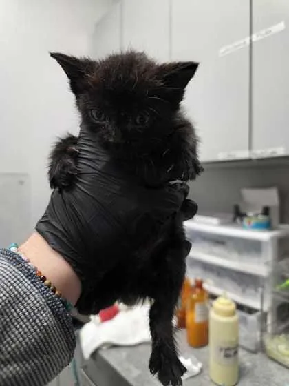 A baby small-sized female Domestic Short Hair cat named Eisenmeower for adoption in Sevierville, TN