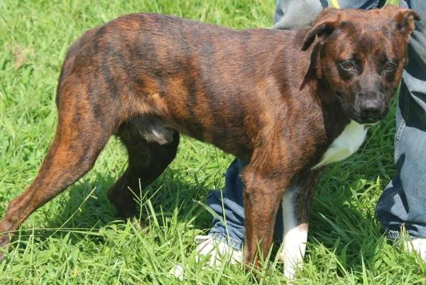 An adult medium-sized male Mixed Breed dog named Pierce for adoption in Cleveland, TN
