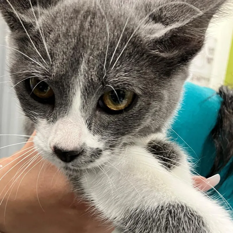 Mittens thumbnail 2