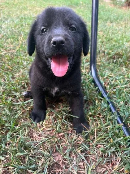 A baby large-sized male Newfoundland Dog dog named Princeston for adoption in Morton Grove, IL