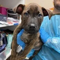 A baby large-sized female Black Pit Bull Terrier dog named Cinnamon Swirl for adoption in Bullhead City, AZ