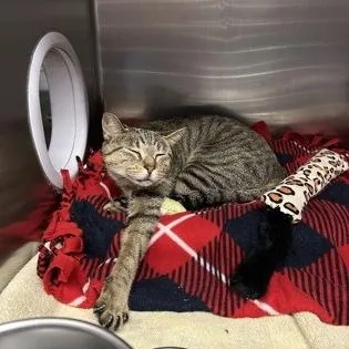 An adult large-sized female Domestic Short Hair cat named DaisyMae for adoption in Worcester, MA
