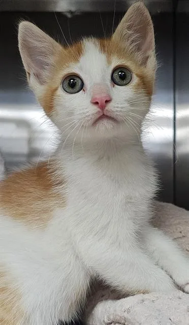 A baby small-sized male Domestic Short Hair cat named Mortimer for adoption in Santa Cruz, CA