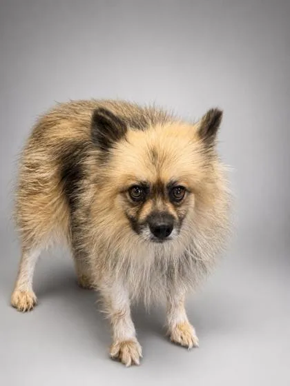 An adult medium-sized male Pomeranian dog named Kevin for adoption in Bowling Green, KY