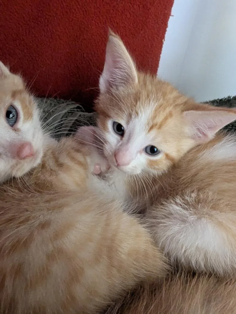 A baby small-sized male Domestic Short Hair cat named Rory for adoption in Barron, WI