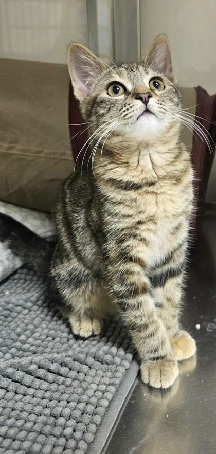 A young small-sized female Domestic Short Hair cat named Sally for adoption in Phoenix, AZ