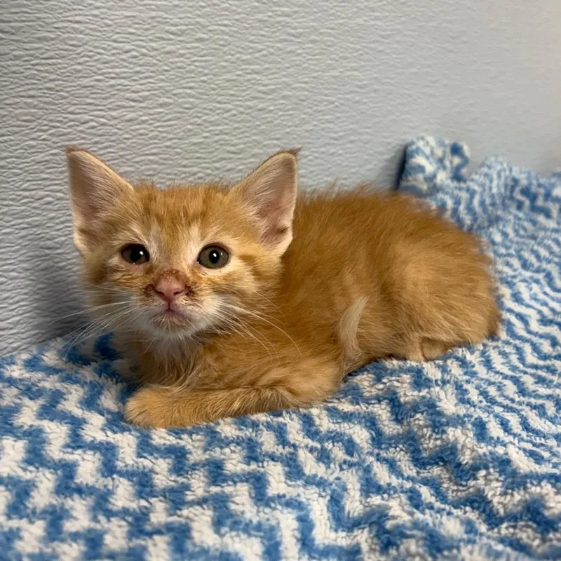 Weasley