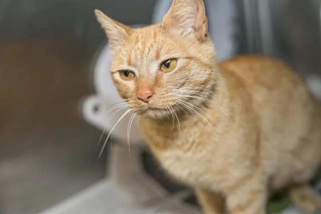 A young small-sized female Domestic Short Hair cat named Sassy for adoption in Charlotte, NC
