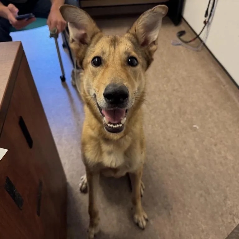 An adult medium-sized male Mixed Breed dog named Ace for adoption in Saint Louis, MO