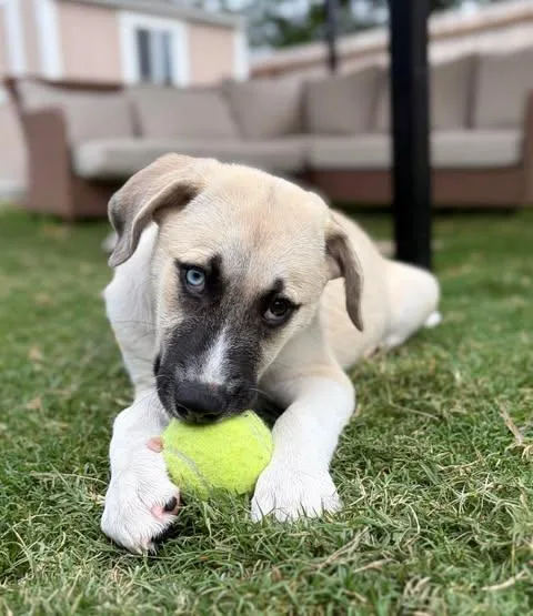 A baby large-sized female White / Cream Husky dog named Vivi for adoption in Vernon, CT