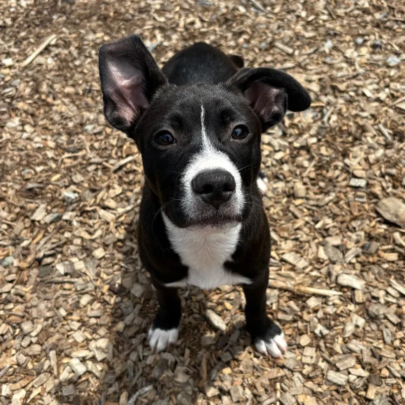 A baby medium-sized male Black Mixed Breed dog named Dipstick for adoption in Wappingers Falls, NY