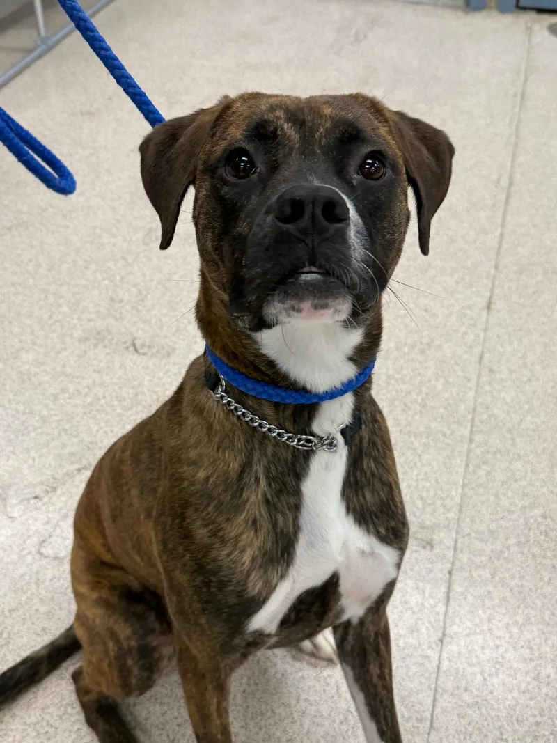 An adult medium-sized male Boxer dog named Ollie for adoption in Teterboro, NJ