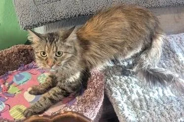 An adult medium-sized female Tabby (Brown / Chocolate) Domestic Medium Hair cat named Beignet  Sweet Pretty for adoption in Plano, TX