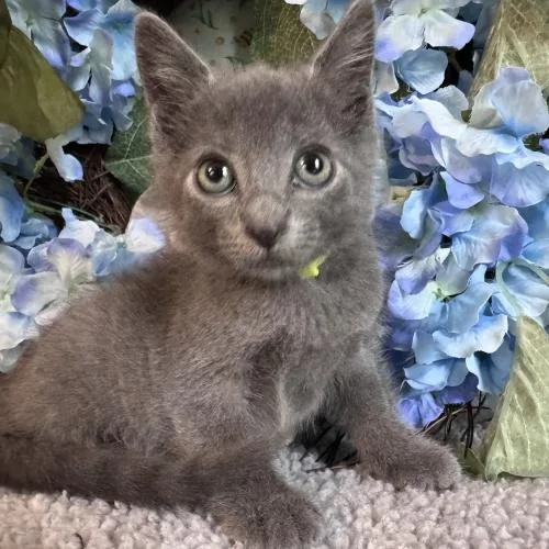 A baby small-sized female Dilute Calico Domestic Short Hair cat named Caley for adoption in Toms River, NJ