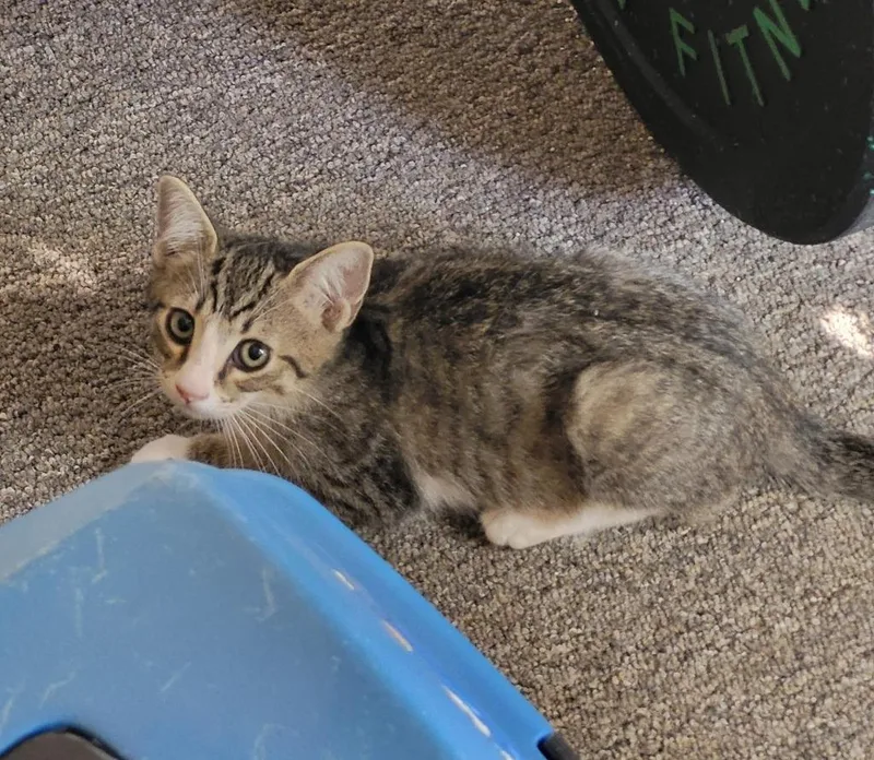 Cattrick