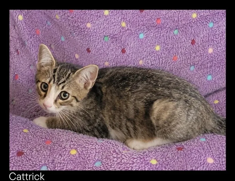 Cattrick thumbnail 2