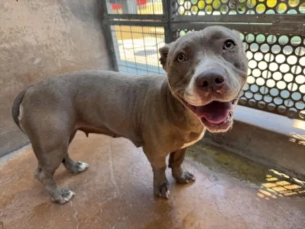 A young small-sized female Pit Bull Terrier dog named Natalie for adoption in Van Nuys, CA