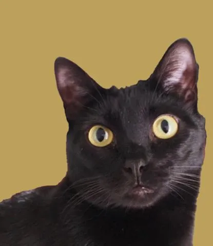An adult medium-sized female Black Bombay cat named Chloe for adoption in Medford, MA