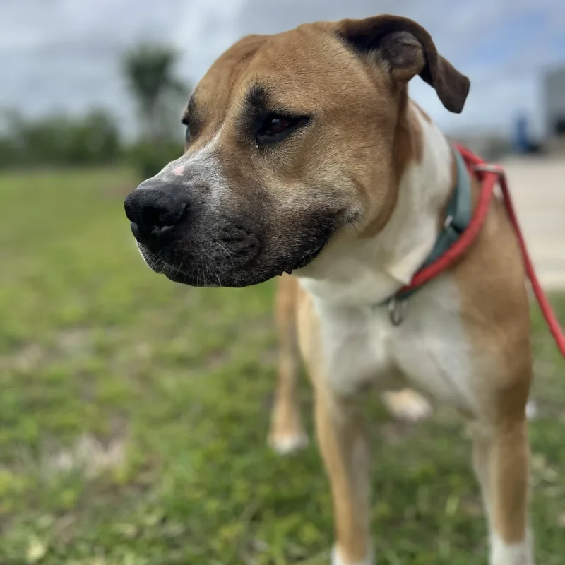 An adult medium-sized male Golden Pit Bull Terrier dog named Blaze for adoption in Pearland, TX