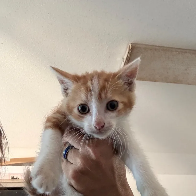 A baby small-sized male Orange / Red Domestic Short Hair cat named Enzo for adoption in Yucaipa, CA