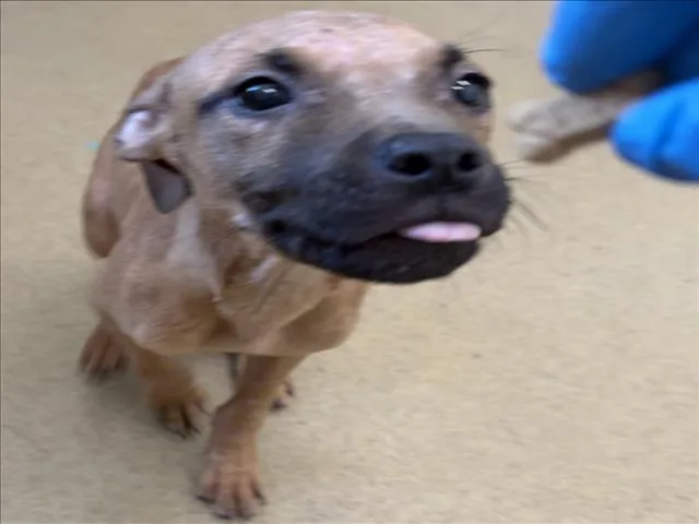 A young small-sized male Black Mouth Cur dog named Pug for adoption in Derwood, MD