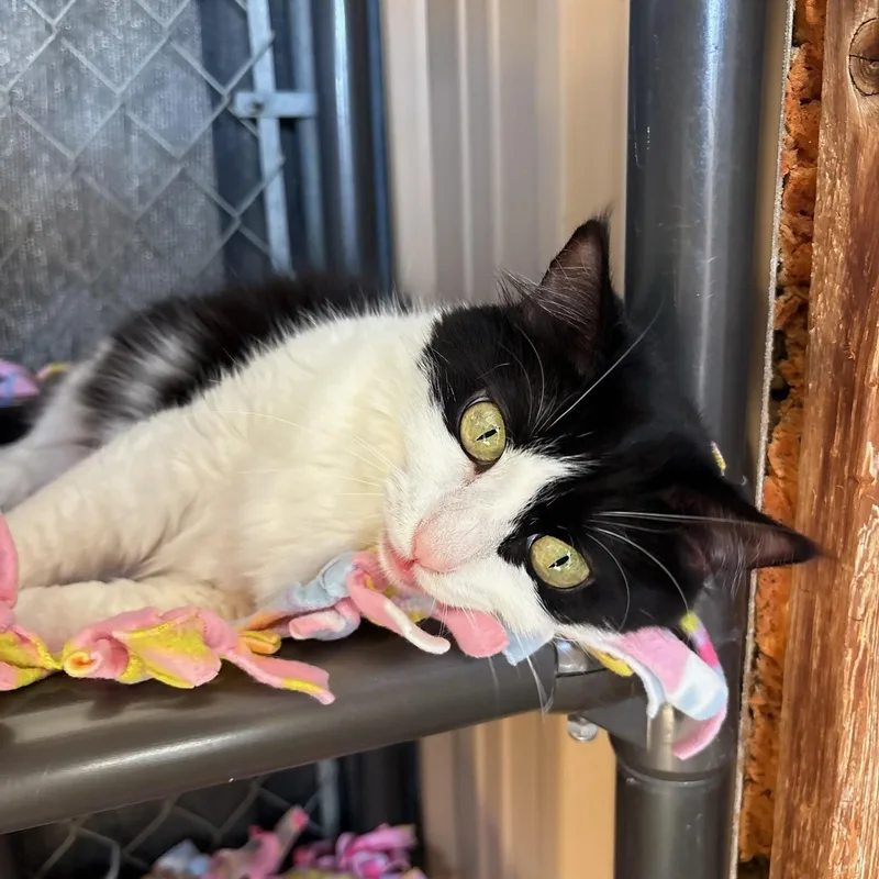 An adult medium-sized female Domestic Short Hair cat named Desierto for adoption in Joshua Tree, CA