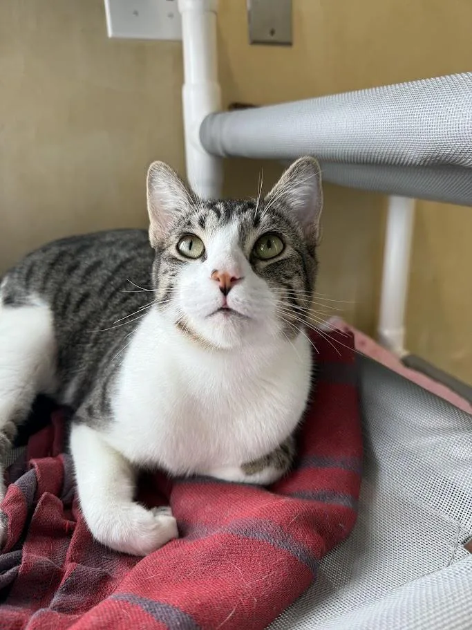 Geronimo thumbnail 2