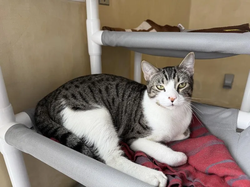 Geronimo thumbnail 3