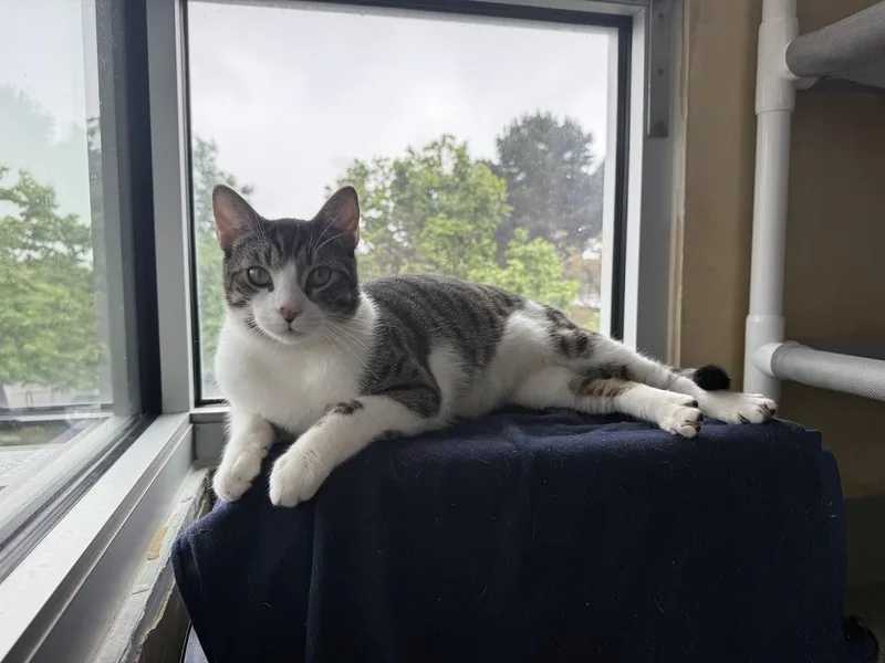 Geronimo thumbnail 4