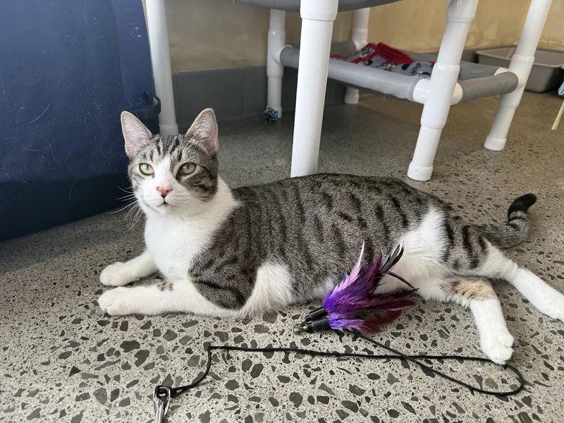 Geronimo thumbnail 5