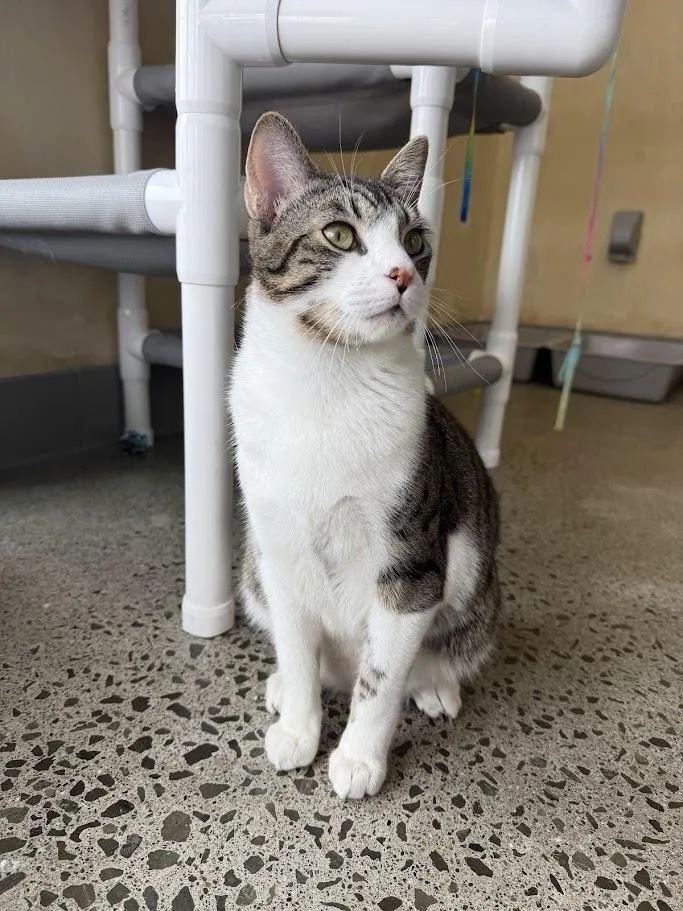 Geronimo thumbnail 6