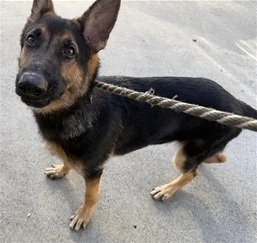 A young medium-sized male German Shepherd Dog dog named Captain for adoption in Sacramento, CA
