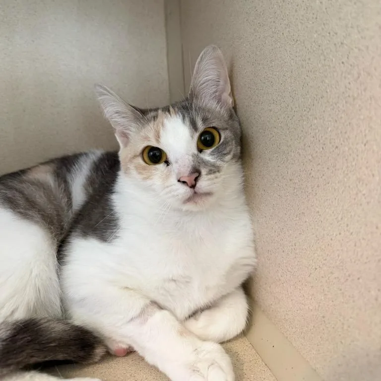 A young medium-sized female Calico Domestic Short Hair cat named Florence for adoption in Calverton, NY