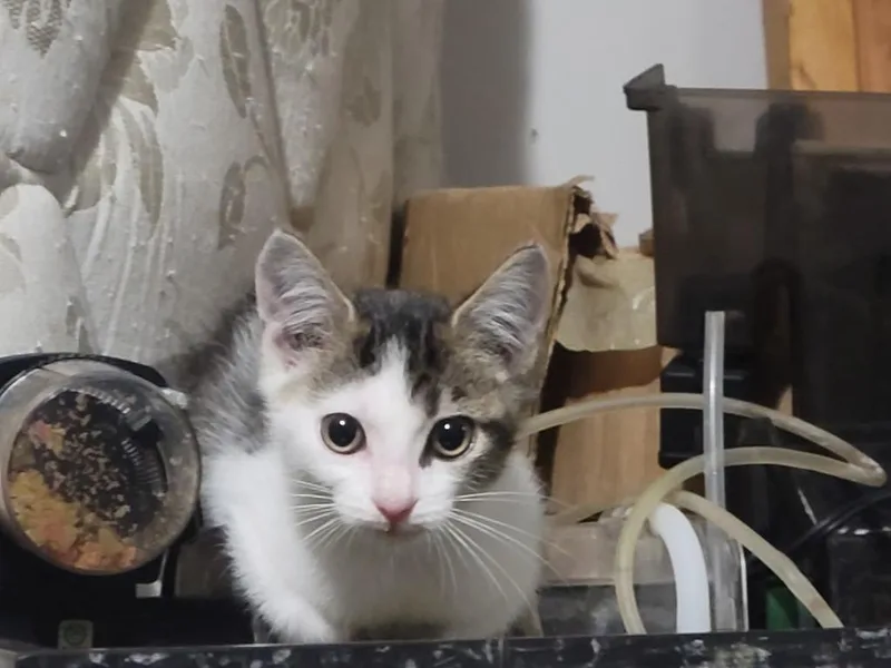 A baby medium-sized female Domestic Short Hair cat named Raspberry for adoption in Cloquet, MN