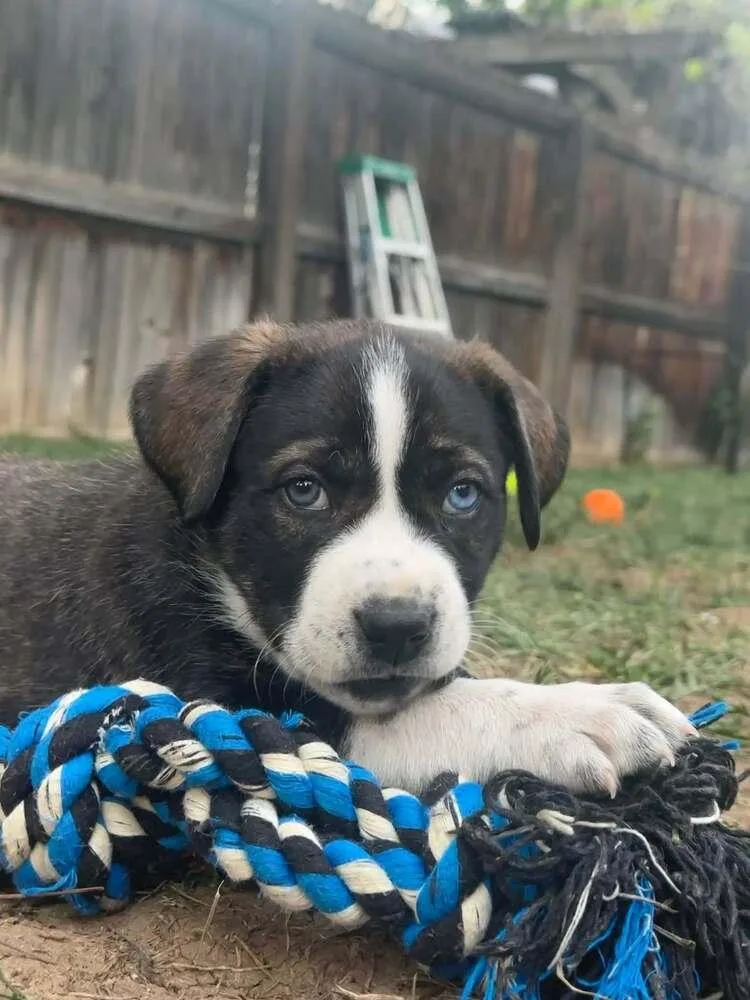 A baby medium-sized female Labrador Retriever dog named Iris for adoption in Parker, CO