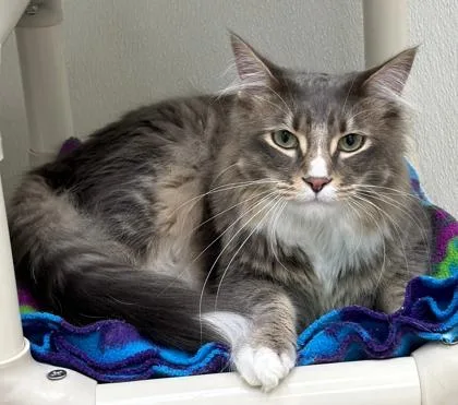 An adult medium-sized male Gray & White Domestic Medium Hair cat named Slayter for adoption in Lakeside, AZ