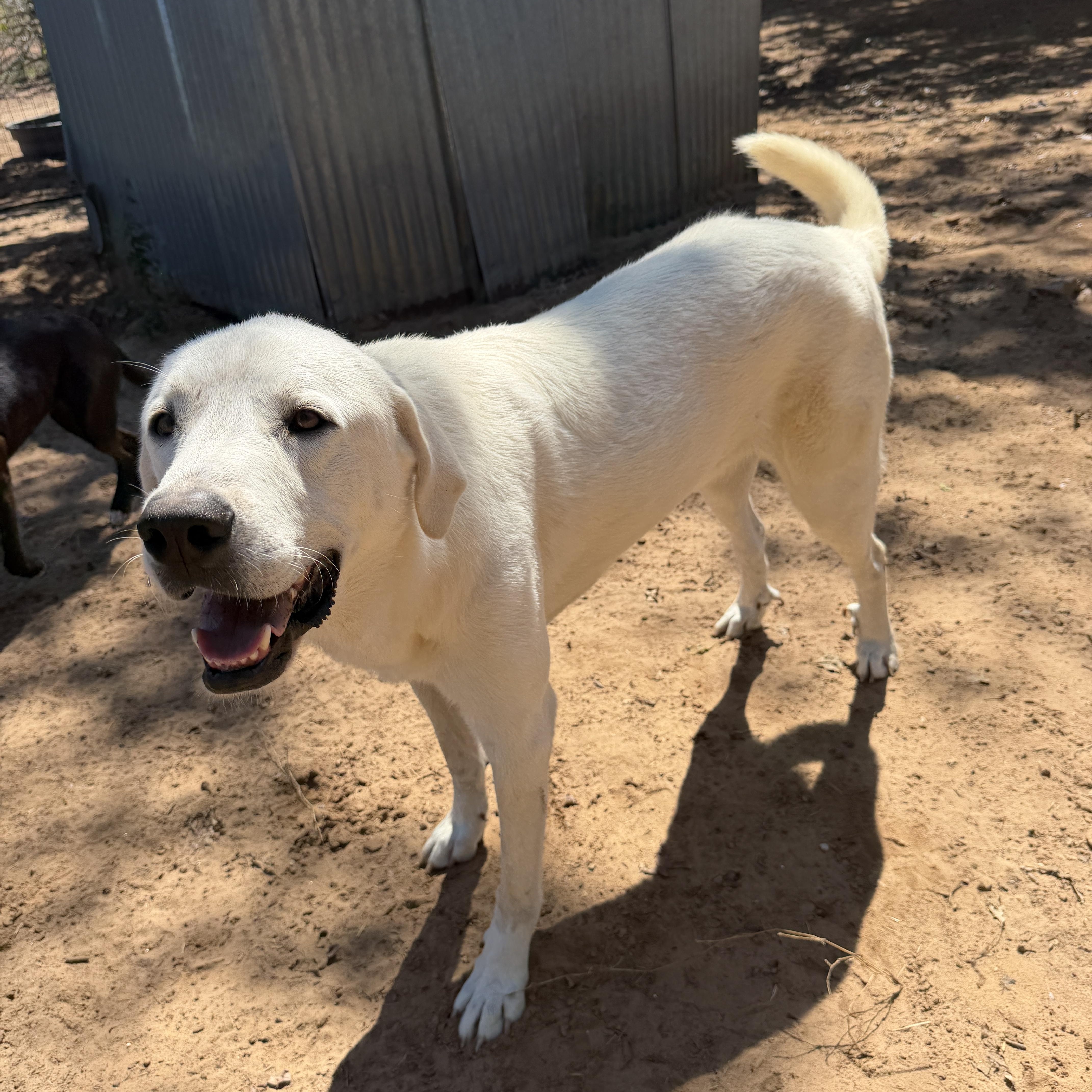 An adult large-sized male Great Pyrenees dog named George for adoption in Seguin, TX